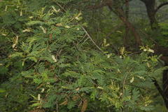 Acacia ferruginea
